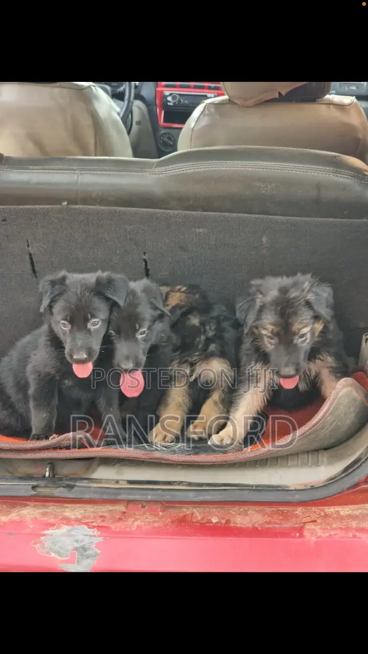 1-3 months Female Purebred German Shepherd