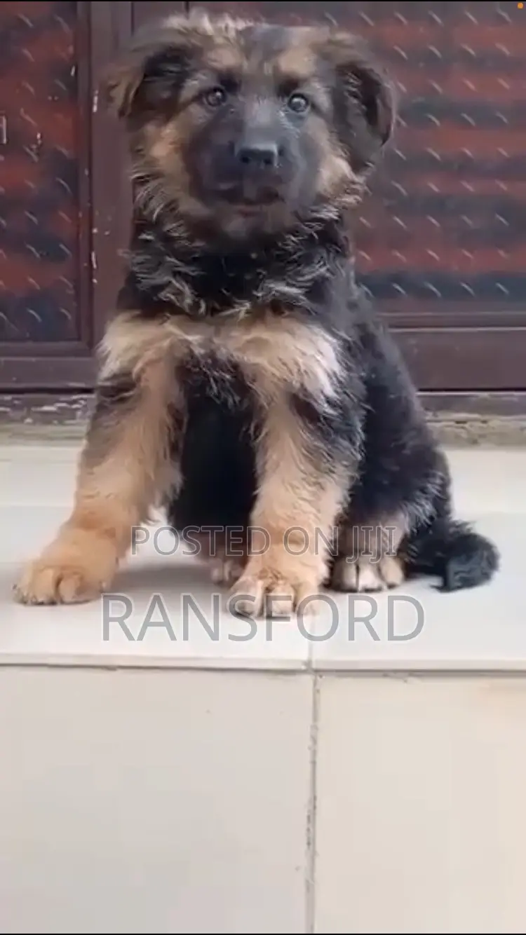 1-3 months Female Purebred German Shepherd