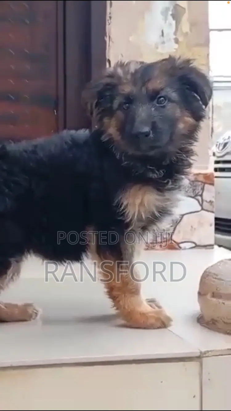 1-3 months Female Purebred German Shepherd