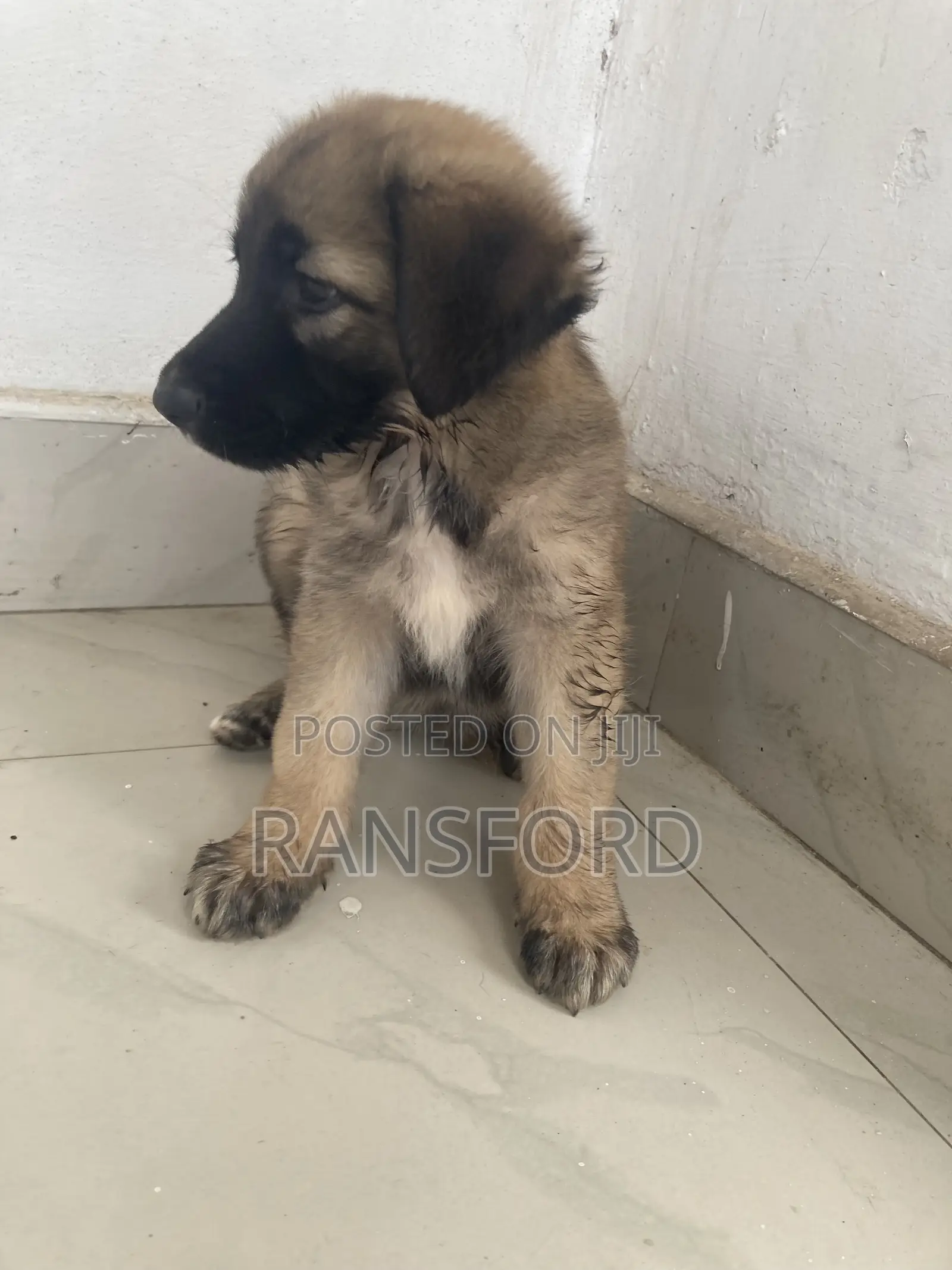 1-3 months Female Purebred German Shepherd