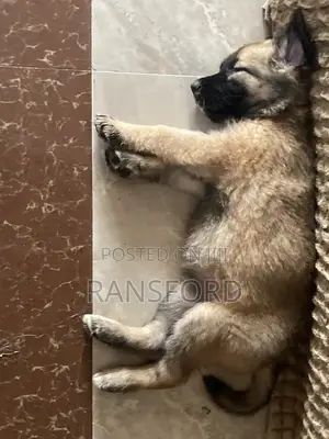 1-3 months Female Purebred German Shepherd