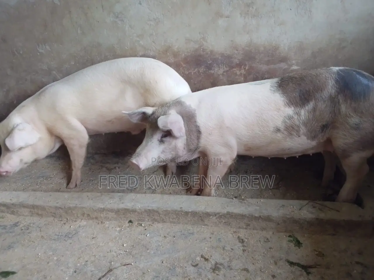 Healthy Pigs For Sale