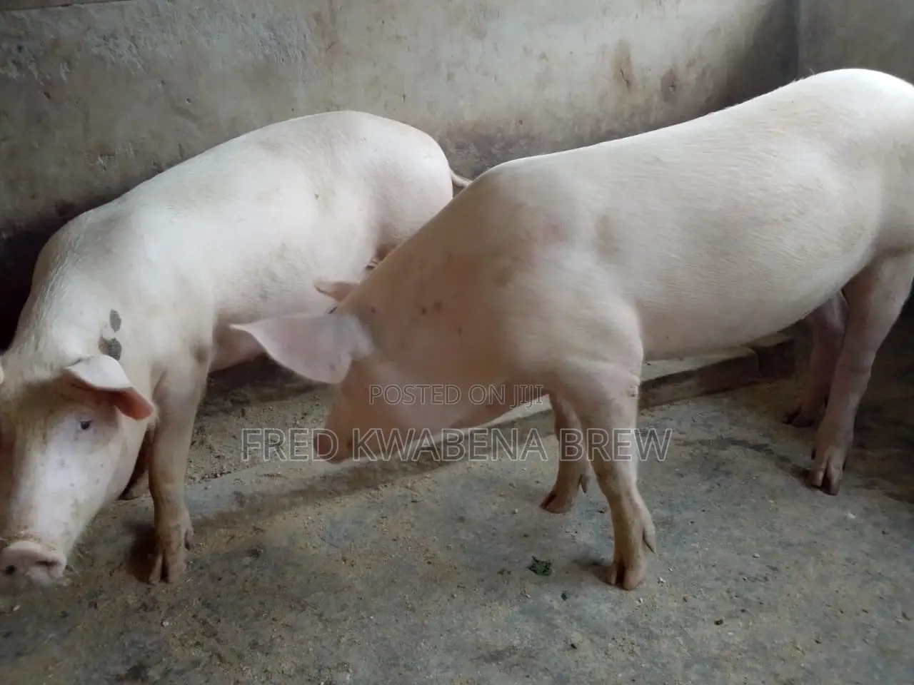 Healthy Pigs For Sale