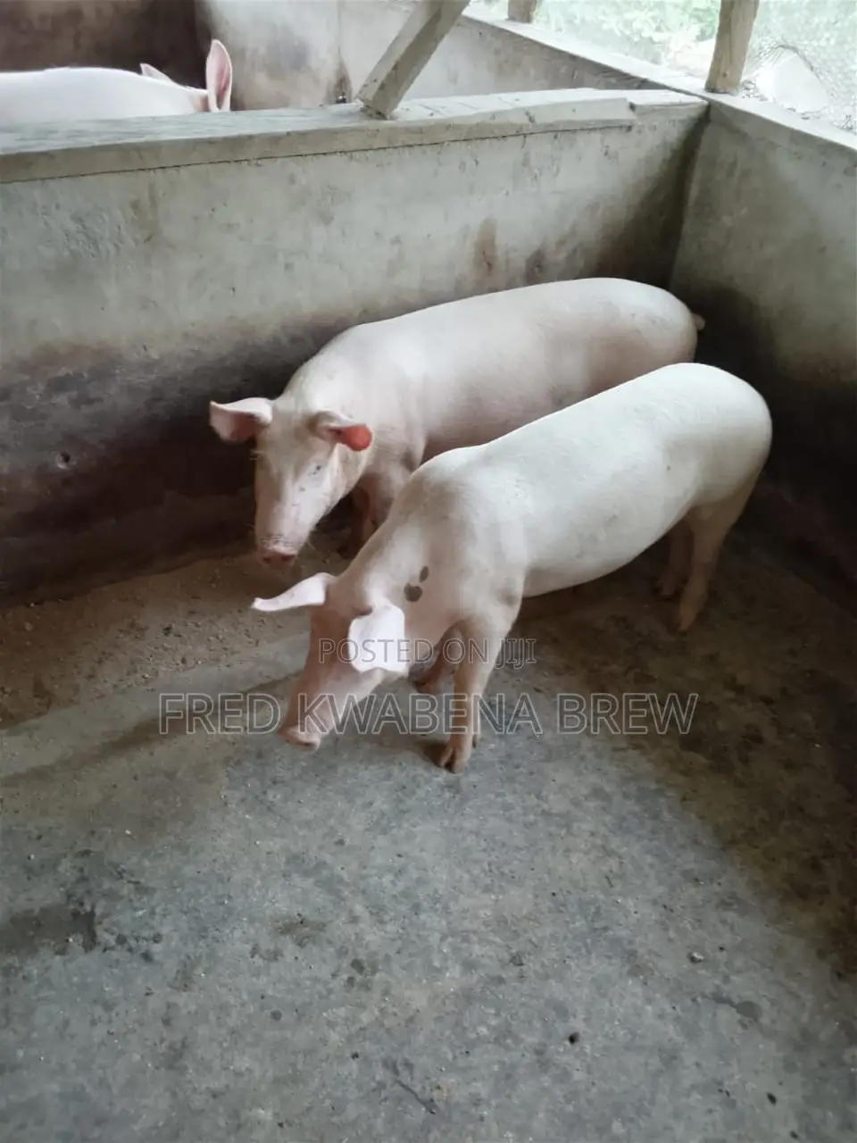 Healthy Pigs For Sale