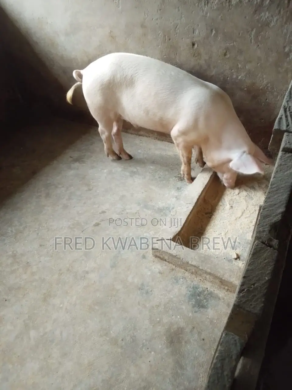 Healthy Pigs For Sale