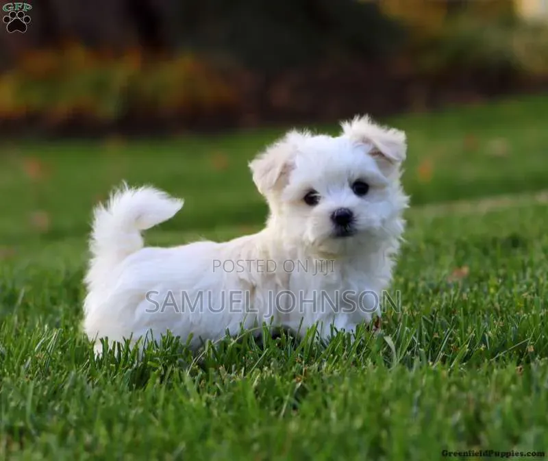 1-3 months Male Mixed Breed Maltese