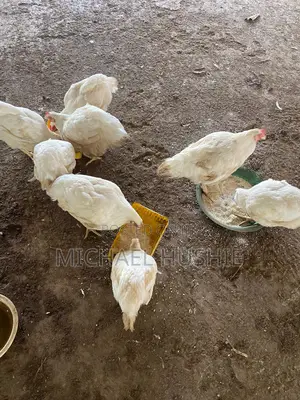 Fowls for Sale
