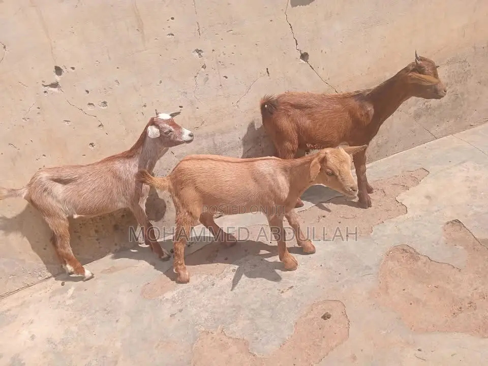 Strong Goats