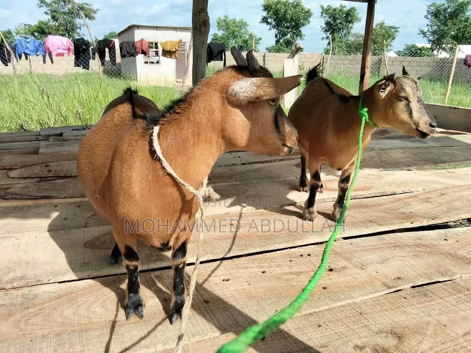 Strong Goats