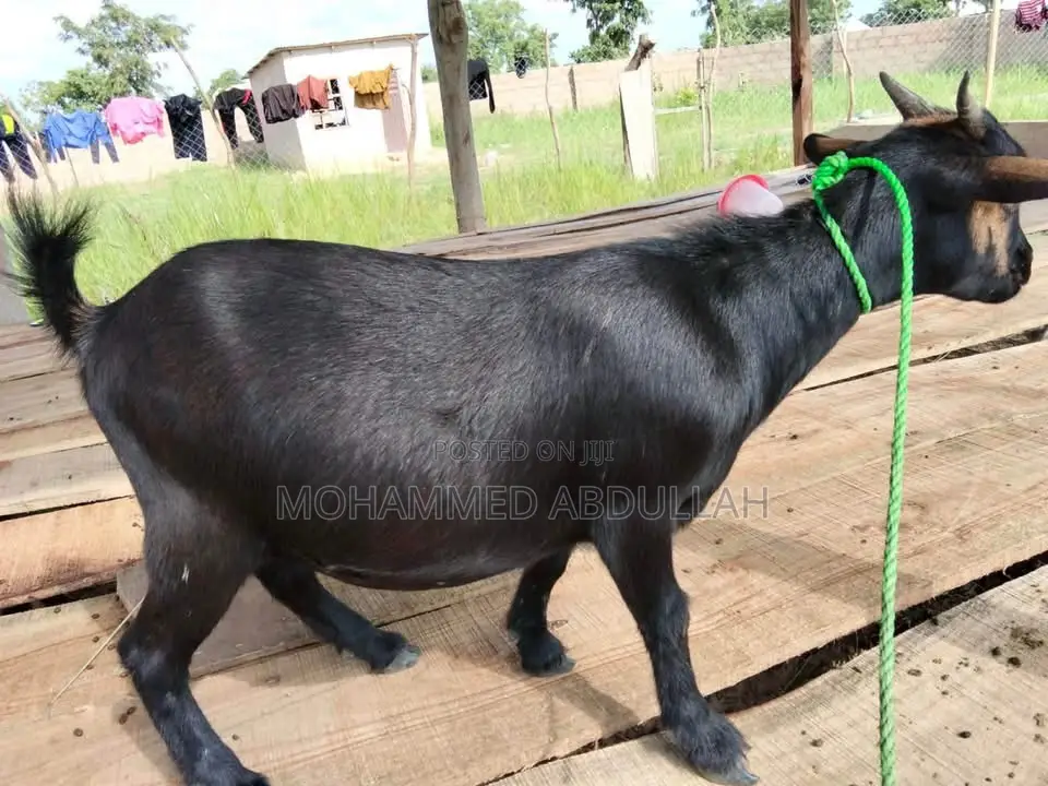 Strong Goats