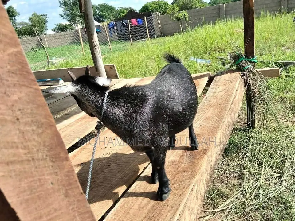 Strong Goats