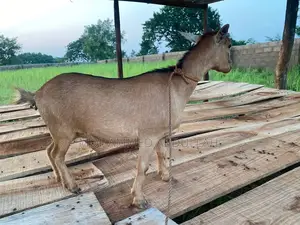 Strong Goats