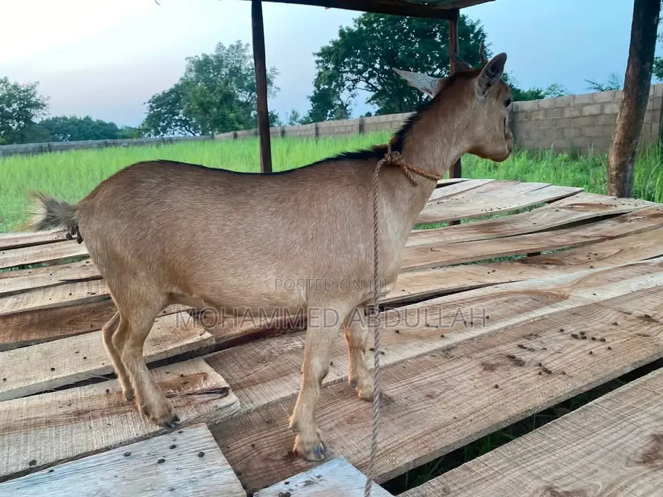 Strong Goats