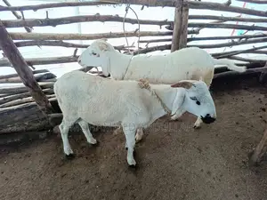 Strong Sheep’S