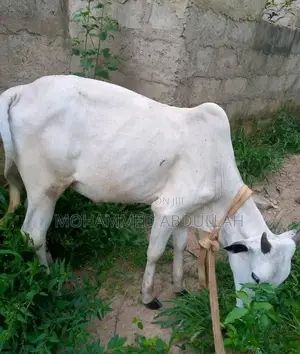 Strong Cows