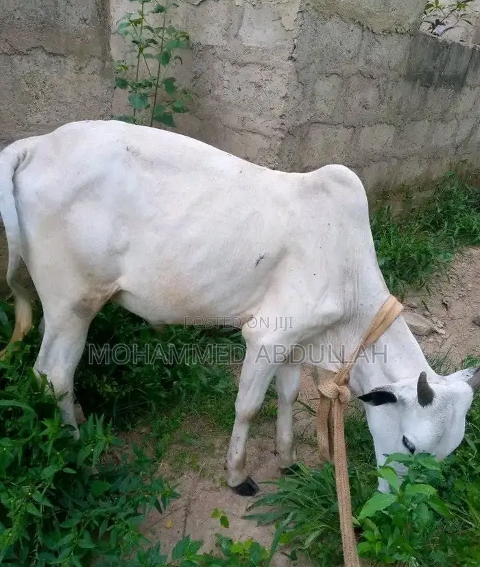 Strong Cows