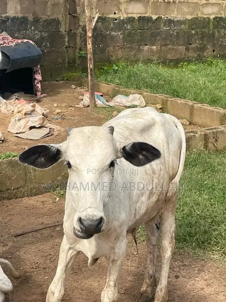 Strong Cows