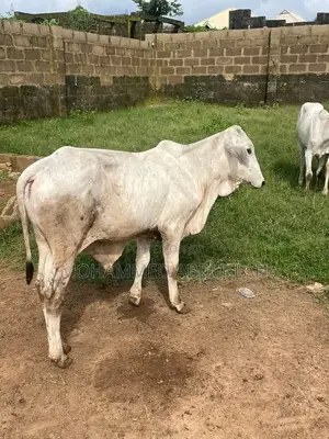 Strong Cows