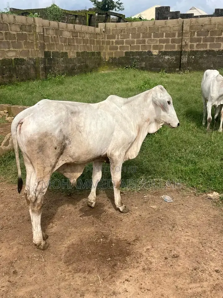 Strong Cows