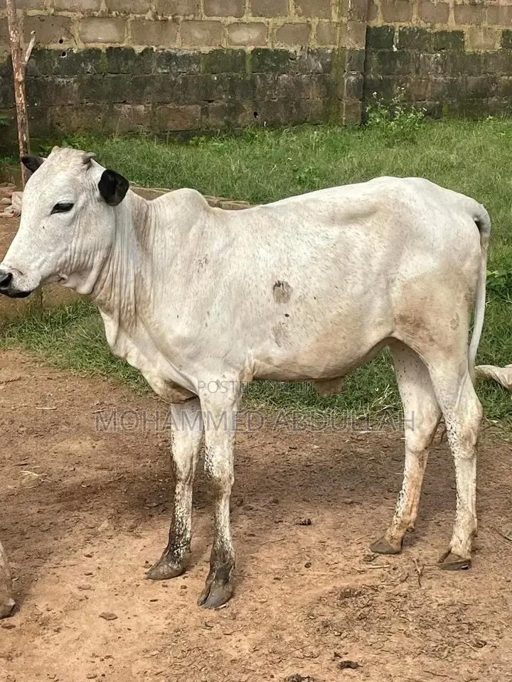 Strong Cows