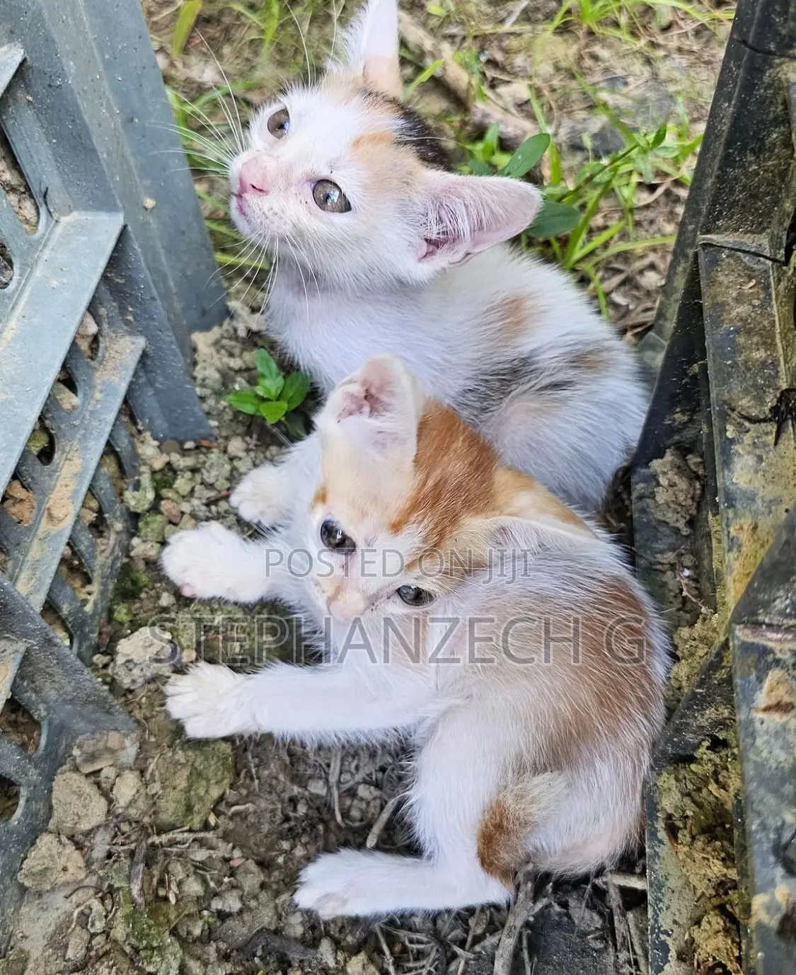 0-1 month Male Mixed Breed Bengal