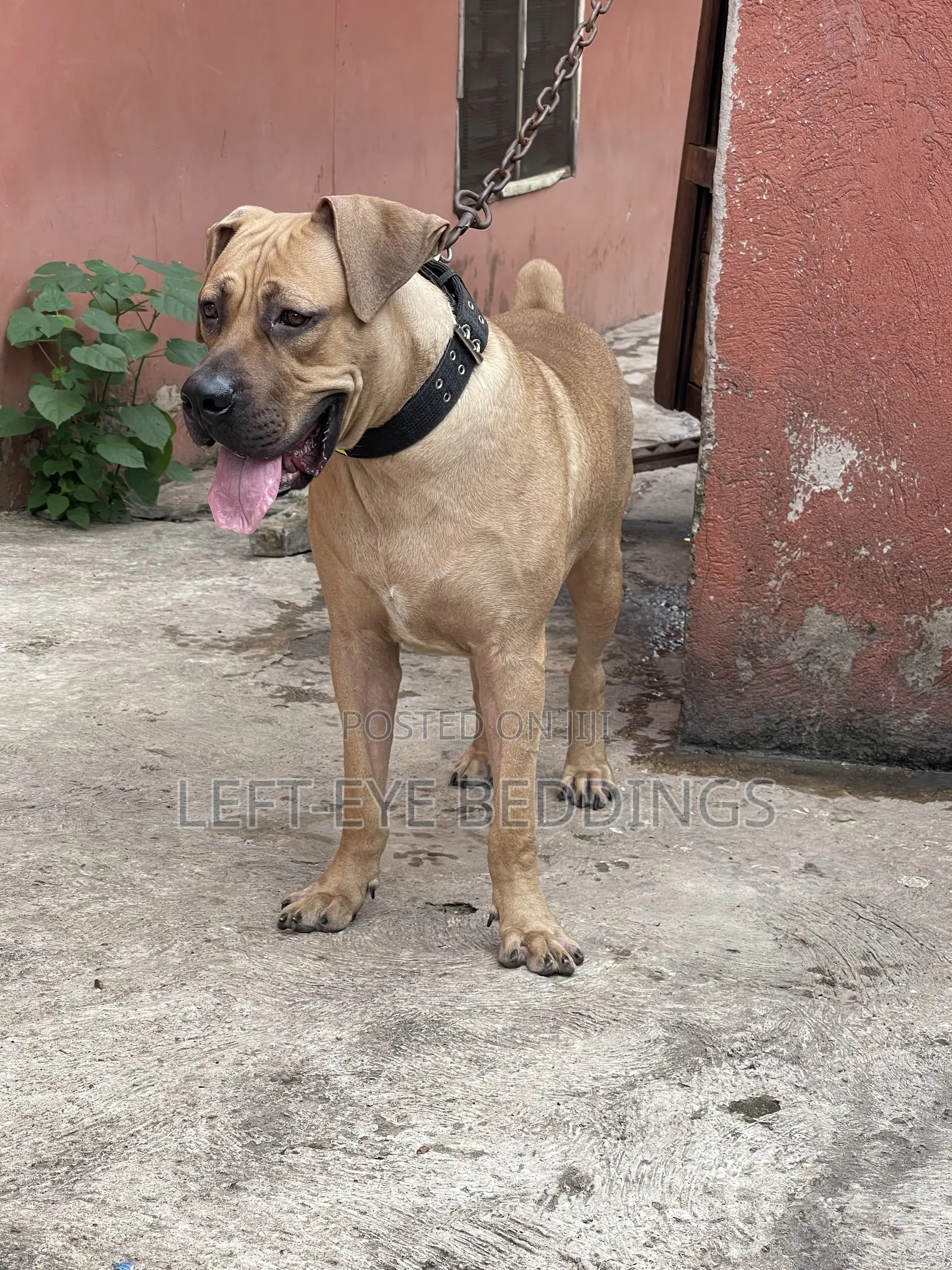 6-12 months Male Purebred Boerboel