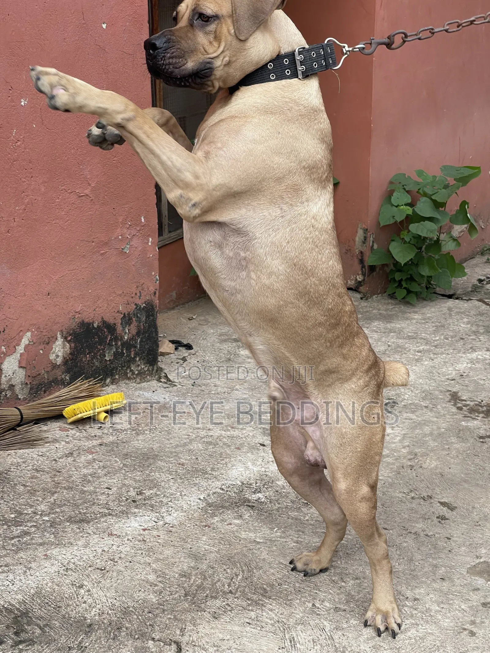 6-12 months Male Purebred Boerboel