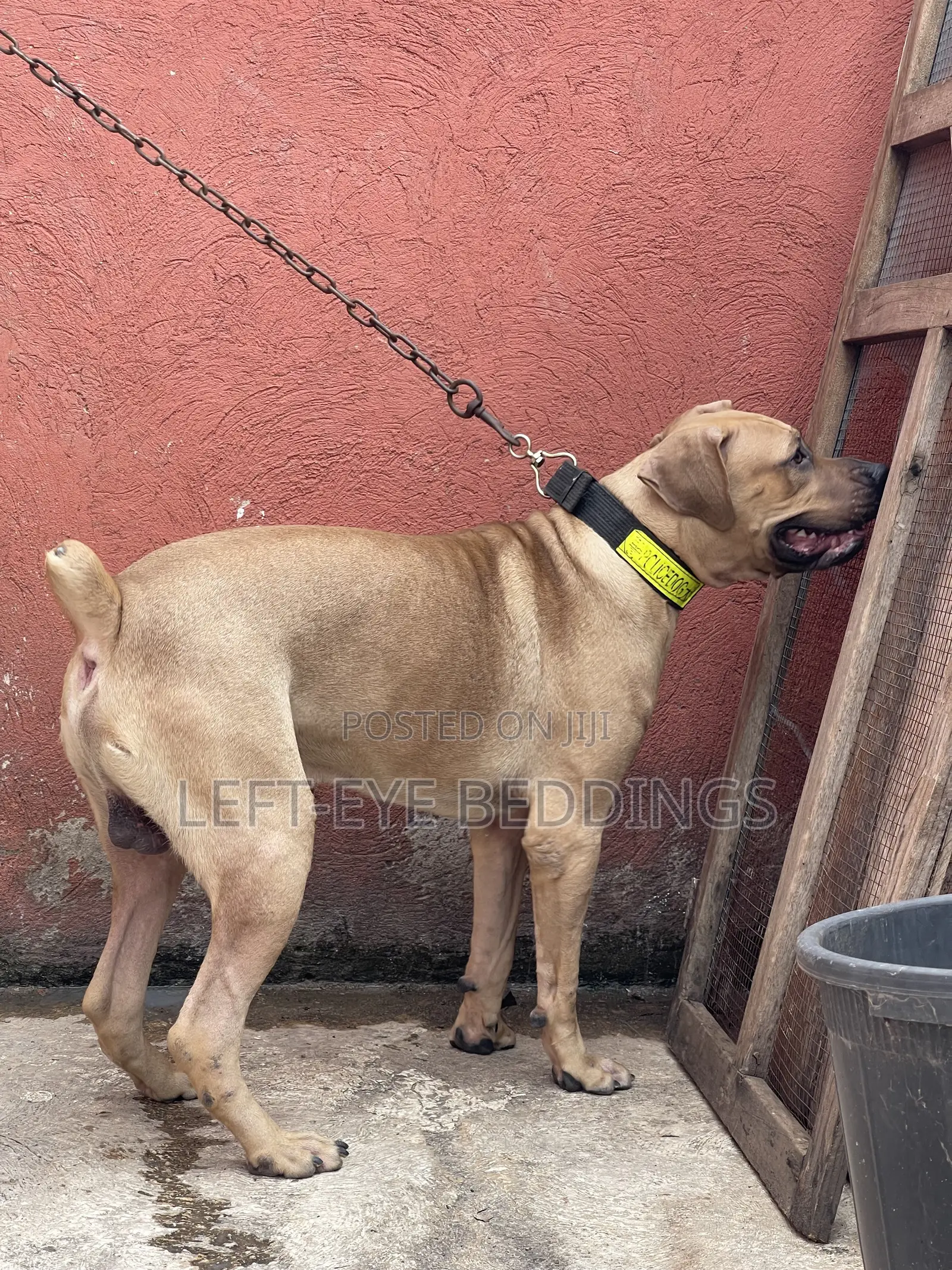 6-12 months Male Purebred Boerboel