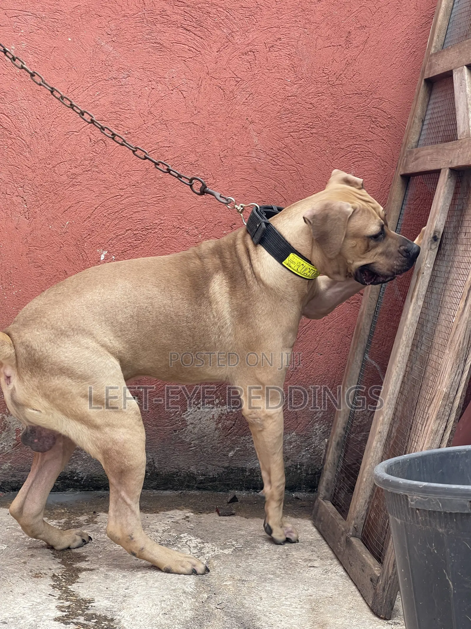 6-12 months Male Purebred Boerboel