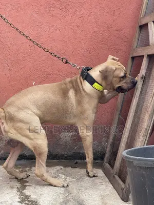 6-12 months Male Purebred Boerboel