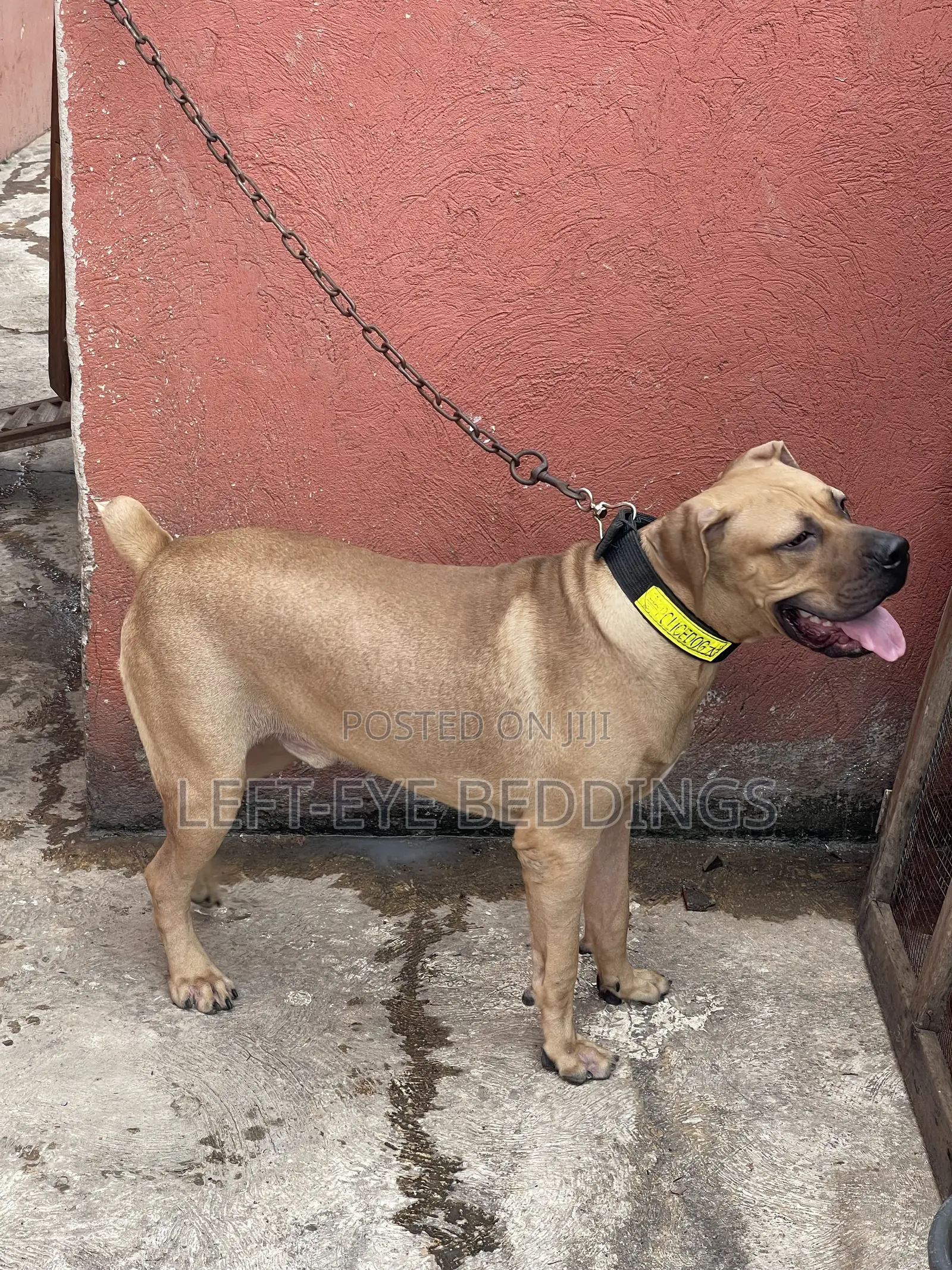6-12 months Male Purebred Boerboel