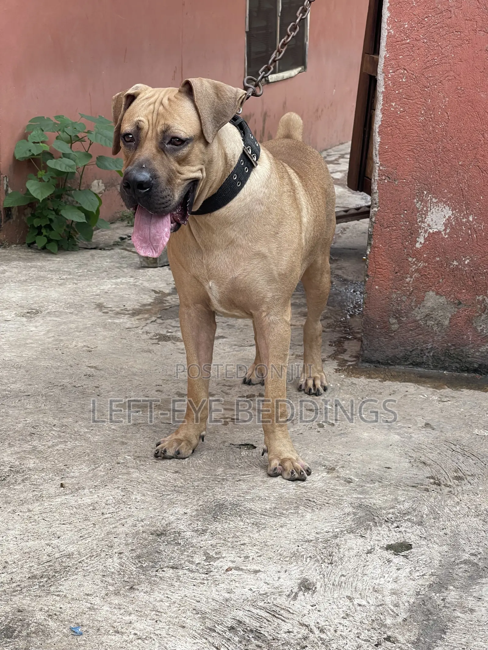 6-12 months Male Purebred Boerboel
