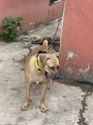 6-12 months Male Purebred Boerboel
