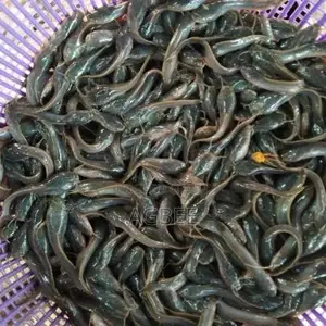 Catfish Fingerlings