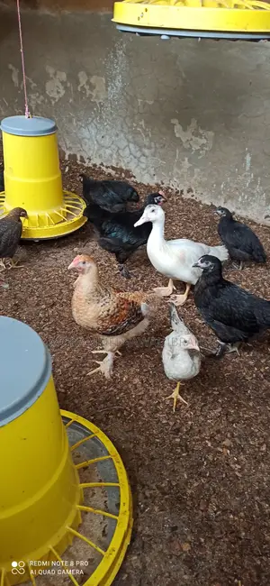 8weeks Pure Brahma Breeds