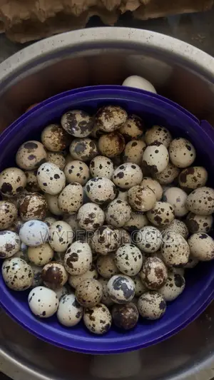 Quail Bird and Egg
