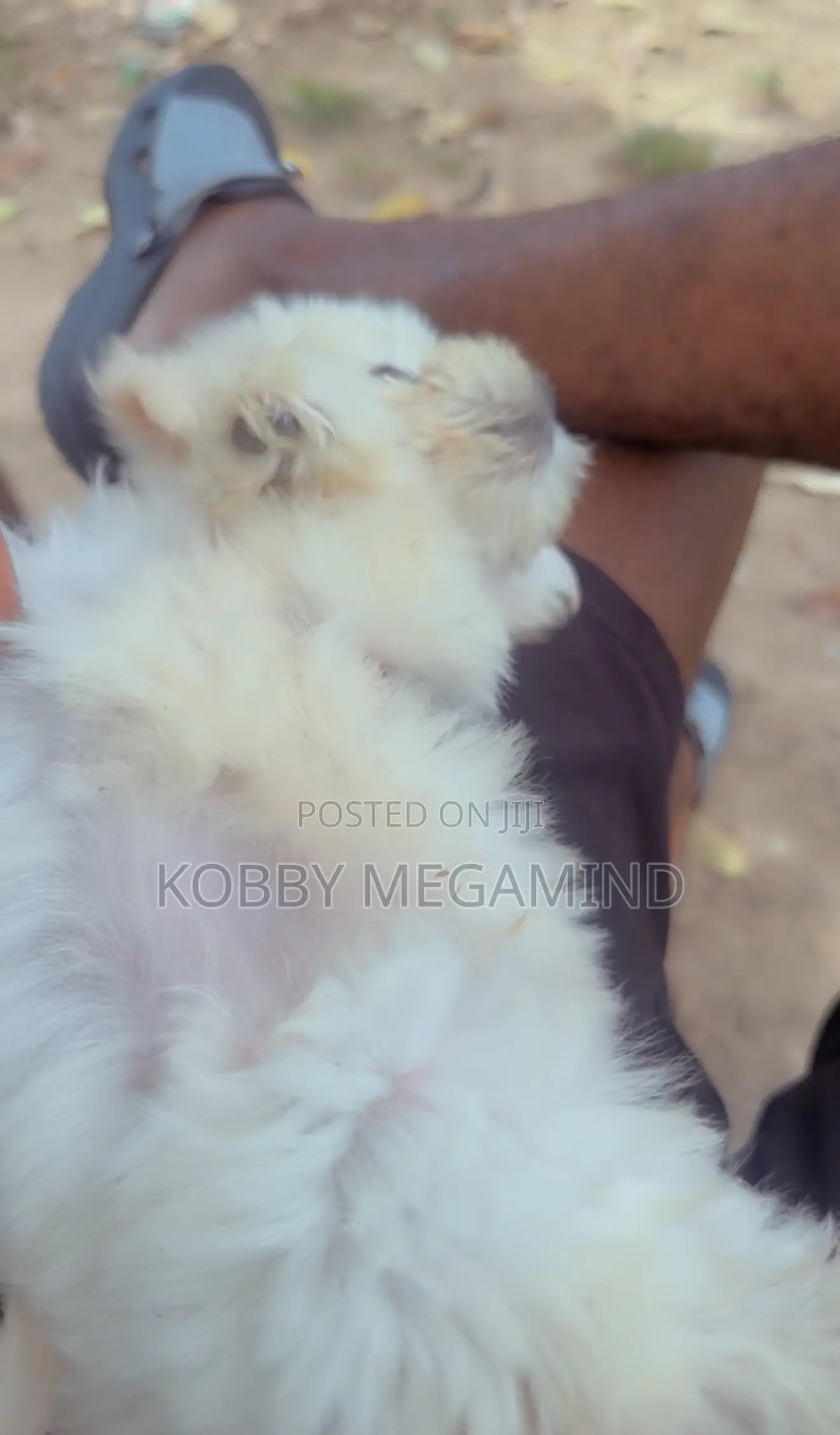 1-3 months Female Mixed Breed Maltese