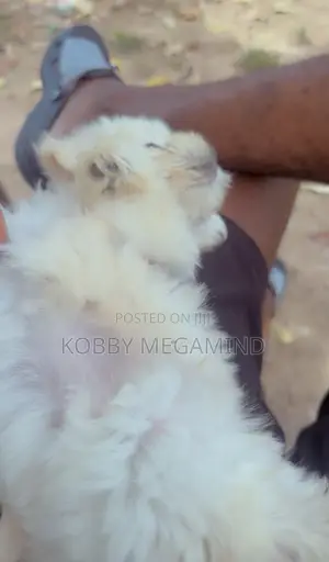 1-3 months Female Mixed Breed Maltese