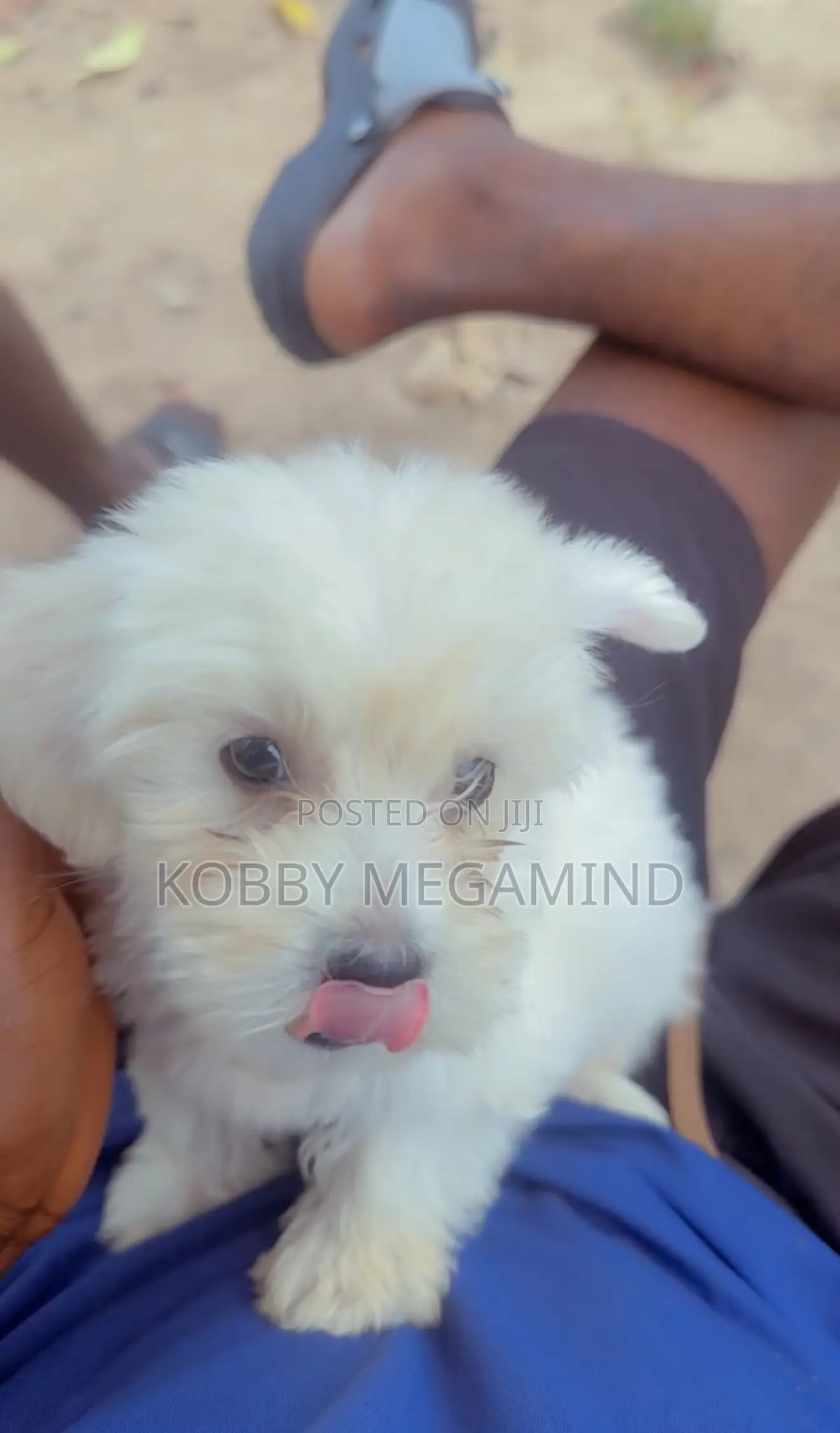 1-3 months Female Mixed Breed Maltese