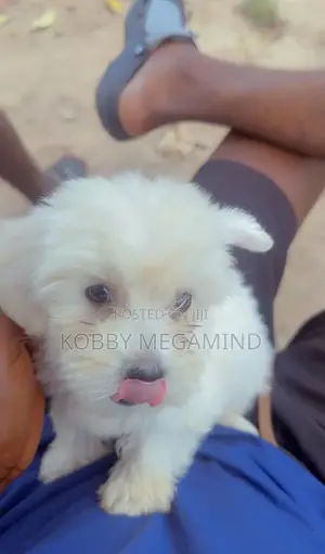 1-3 months Female Mixed Breed Maltese