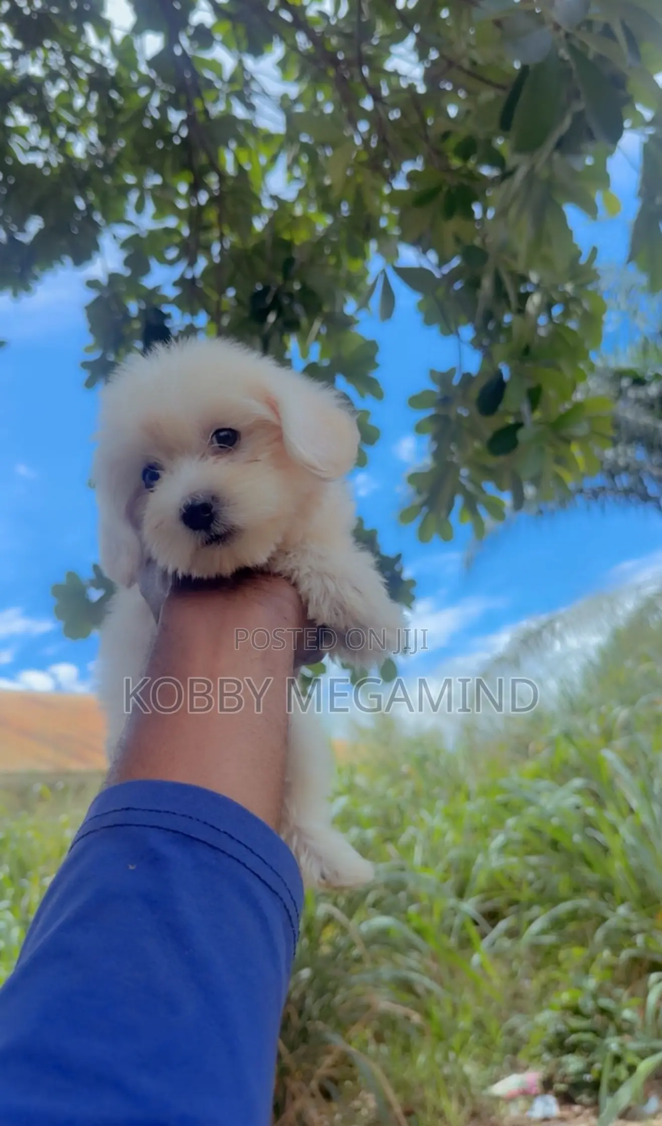 1-3 months Female Mixed Breed Maltese