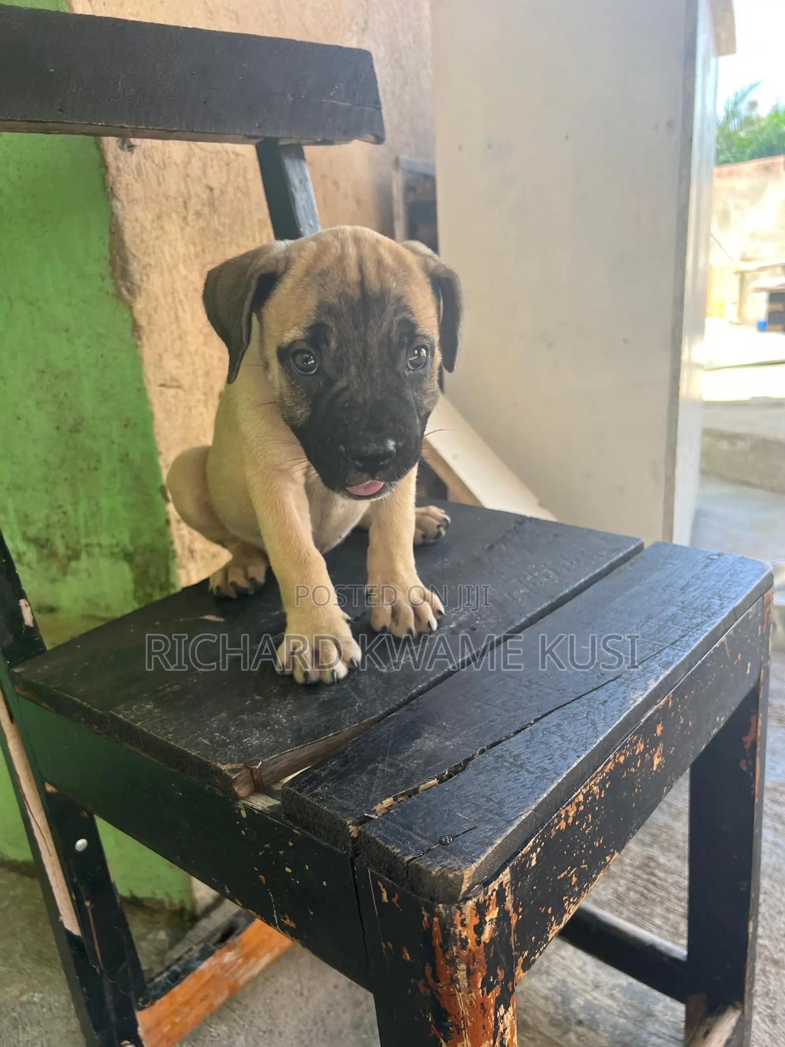 1-3 months Male Purebred Boerboel