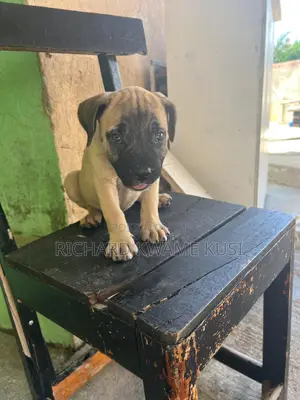 1-3 months Male Purebred Boerboel