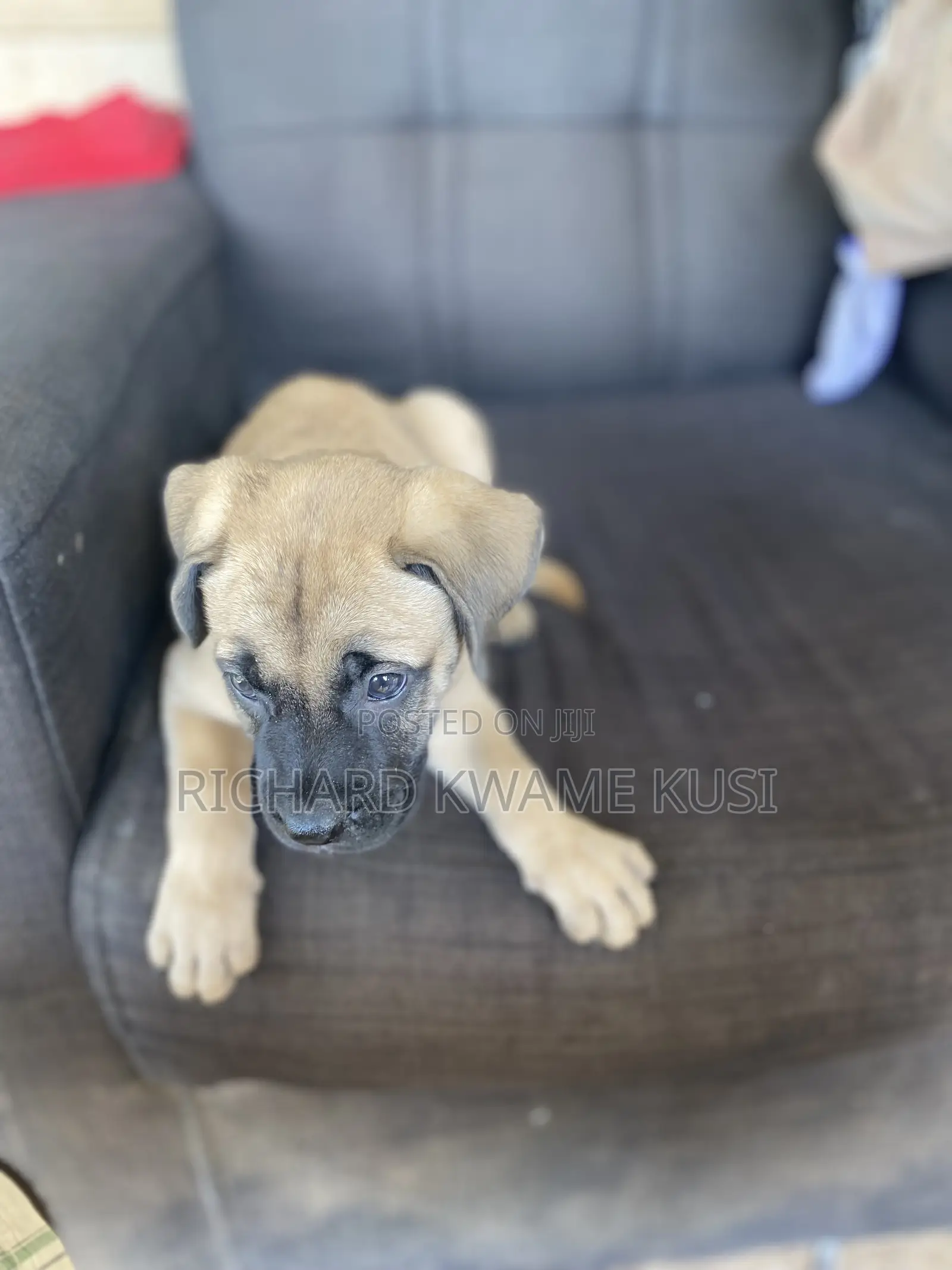 1-3 months Male Purebred Boerboel