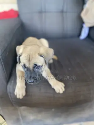 1-3 months Male Purebred Boerboel