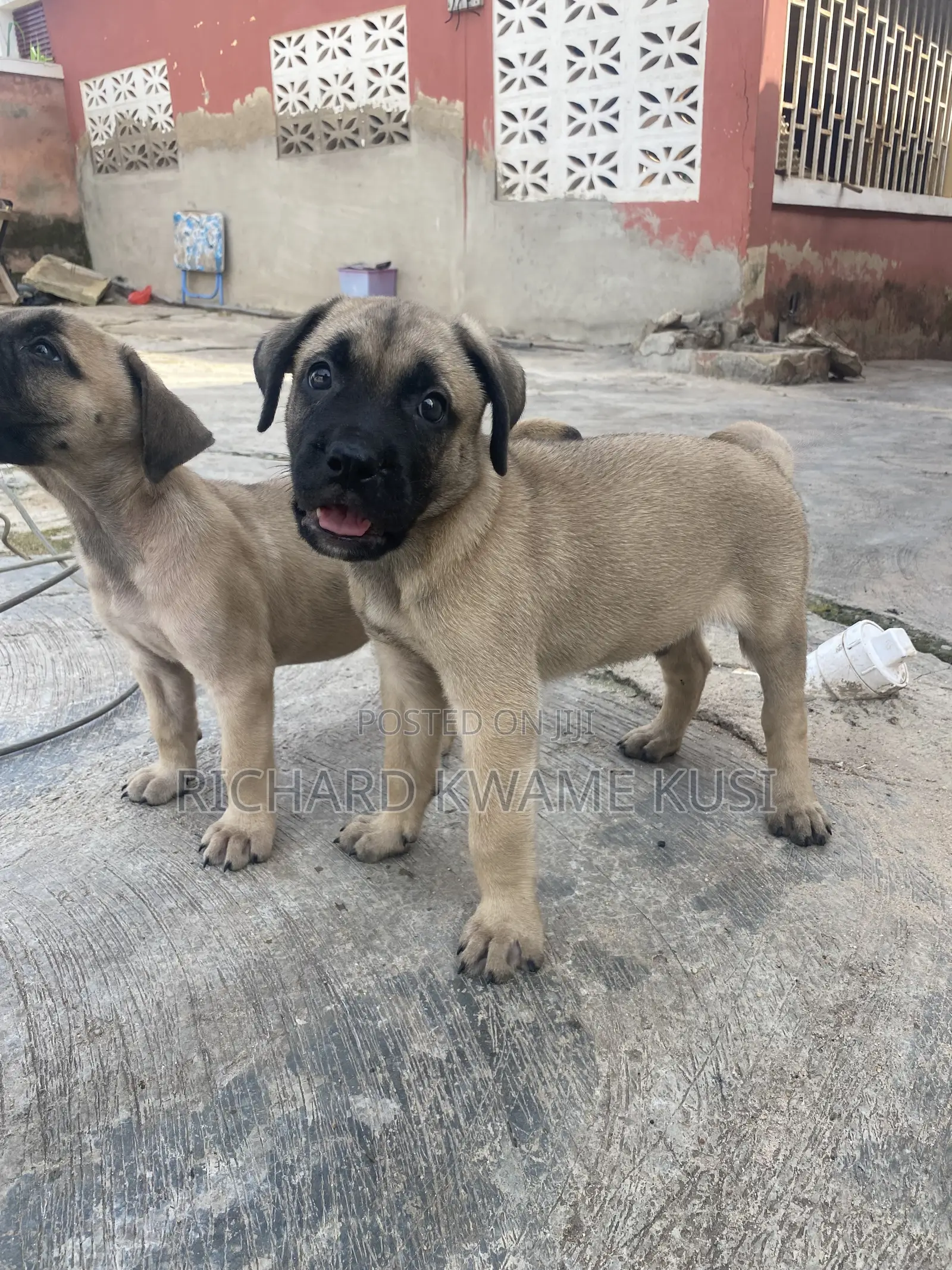 1-3 months Male Purebred Boerboel