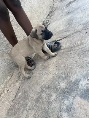 1-3 months Male Purebred Boerboel