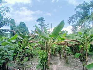 Farming Market