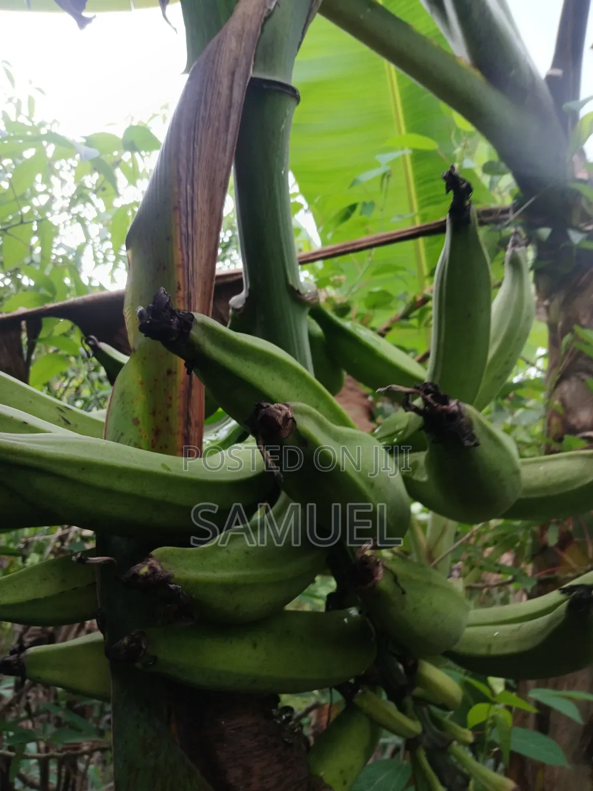 Farming Market