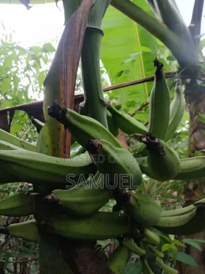 Farming Market